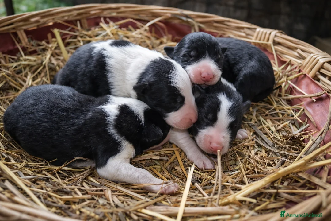 Border Collie cani in vendita: Border Collie  a Provincia di Avellino - Annuncio 7
