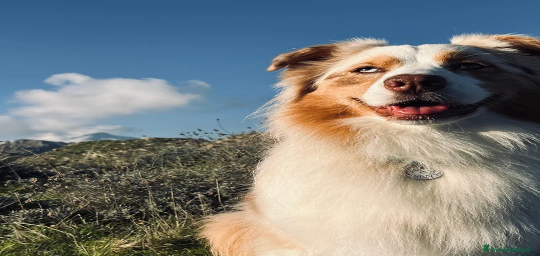 Immagine della galleria {{count}}