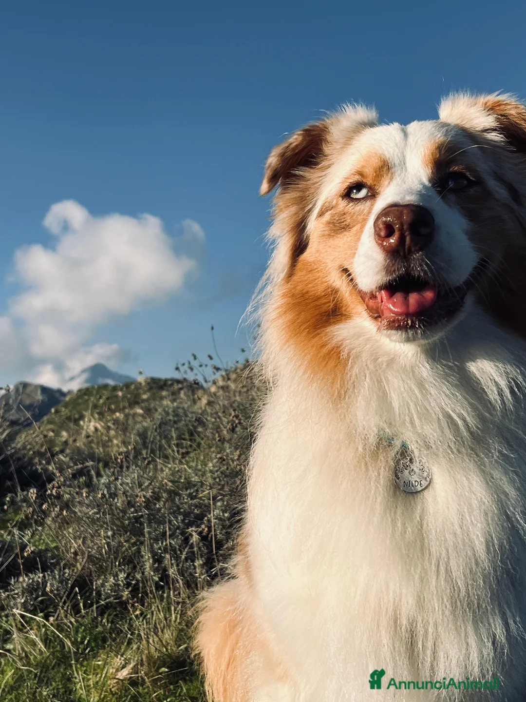 Immagine della galleria {{count}}