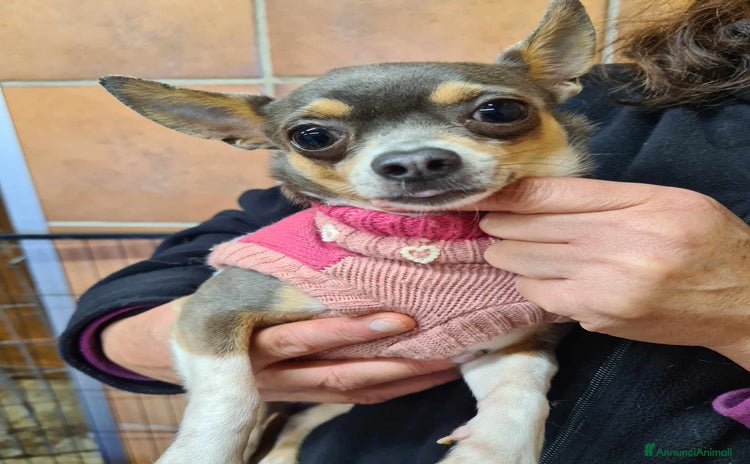 Chihuahua cani a Città Metropolitana di Firenze - Annuncio 14