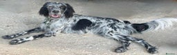 Setter Inglese cani in regalo: GINO, simpaticissimo SETTER INGLESE! - Annuncio 10