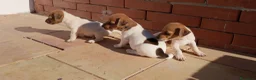 Jack Russell cani in vendita: Cuccioli di jack russell  a Libero consorzio comunale di Trapani - Annuncio 4