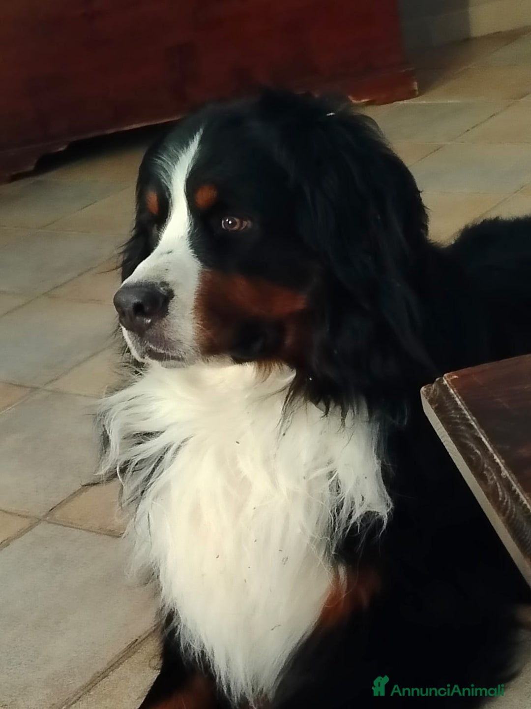 Bovaro del Bernese cani per accoppiamento: ARON  - Annuncio 4