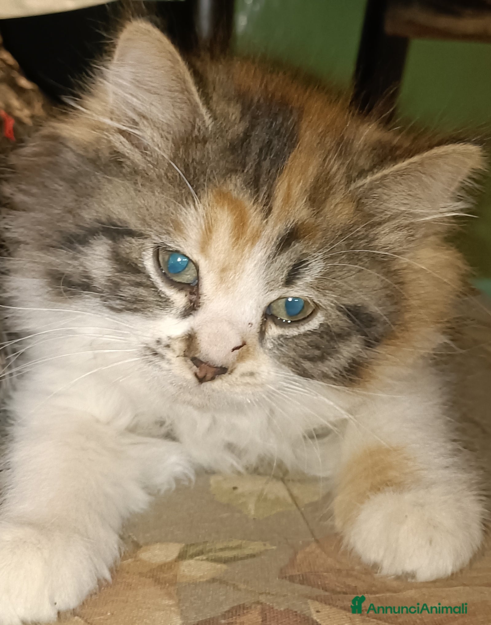 Siberiano gatti Cuccioli di siberiani  - Annuncio 1