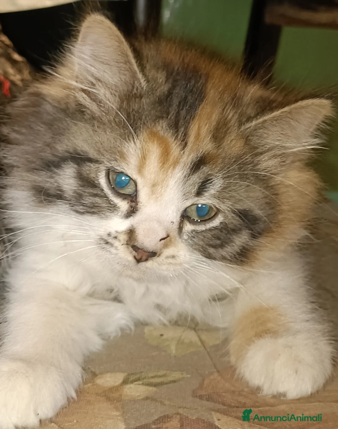 Siberiano gatti in vendita: Cuccioli di siberiani  - Annuncio 1