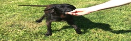 Meticcio cani in regalo: Cola giovanissima simil labrador a Provincia di Latina - Annuncio 7