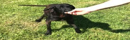 Meticcio cani in regalo: Cola giovanissima simil labrador a Provincia di Latina - Annuncio 7