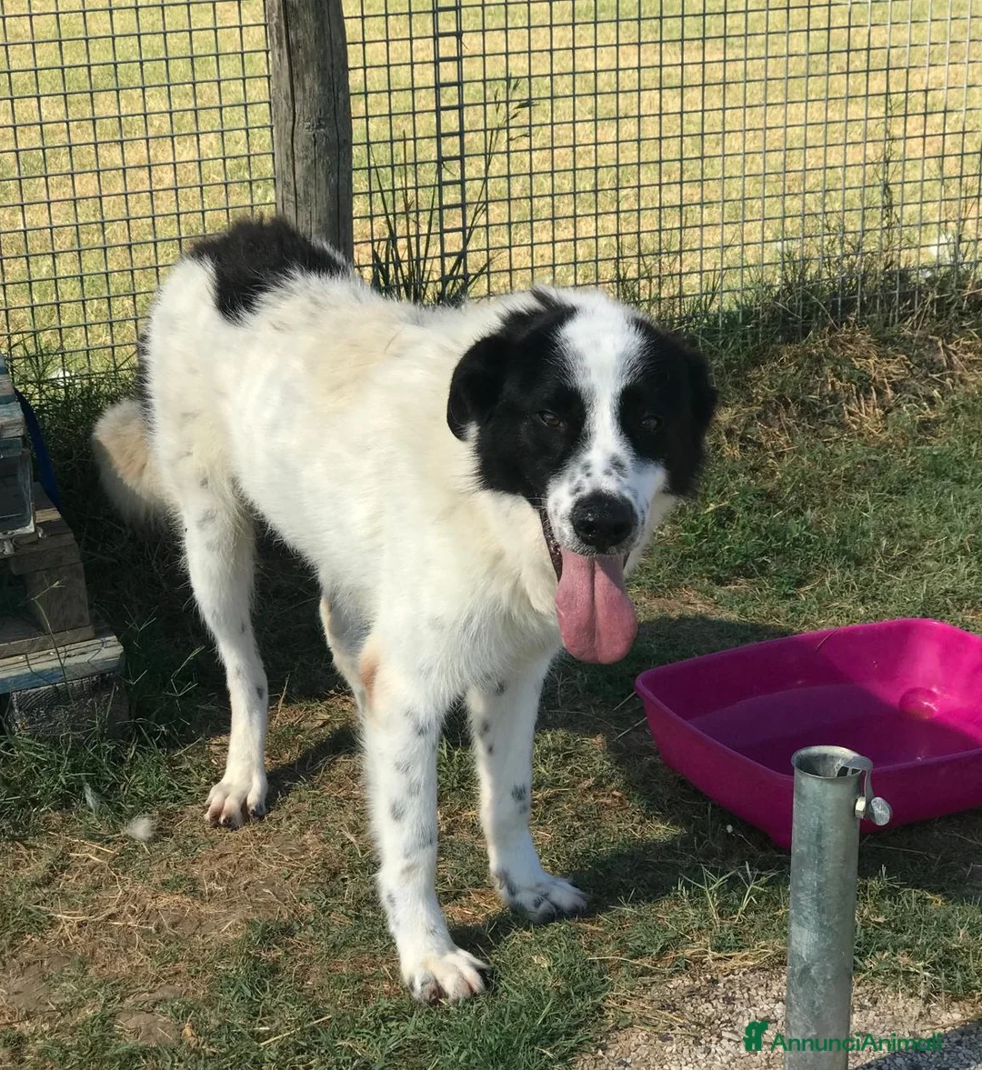 Meticcio cani in regalo: BUFFALO, CHE TIPO SIMPATICO a Provincia di Latina - Annuncio 6