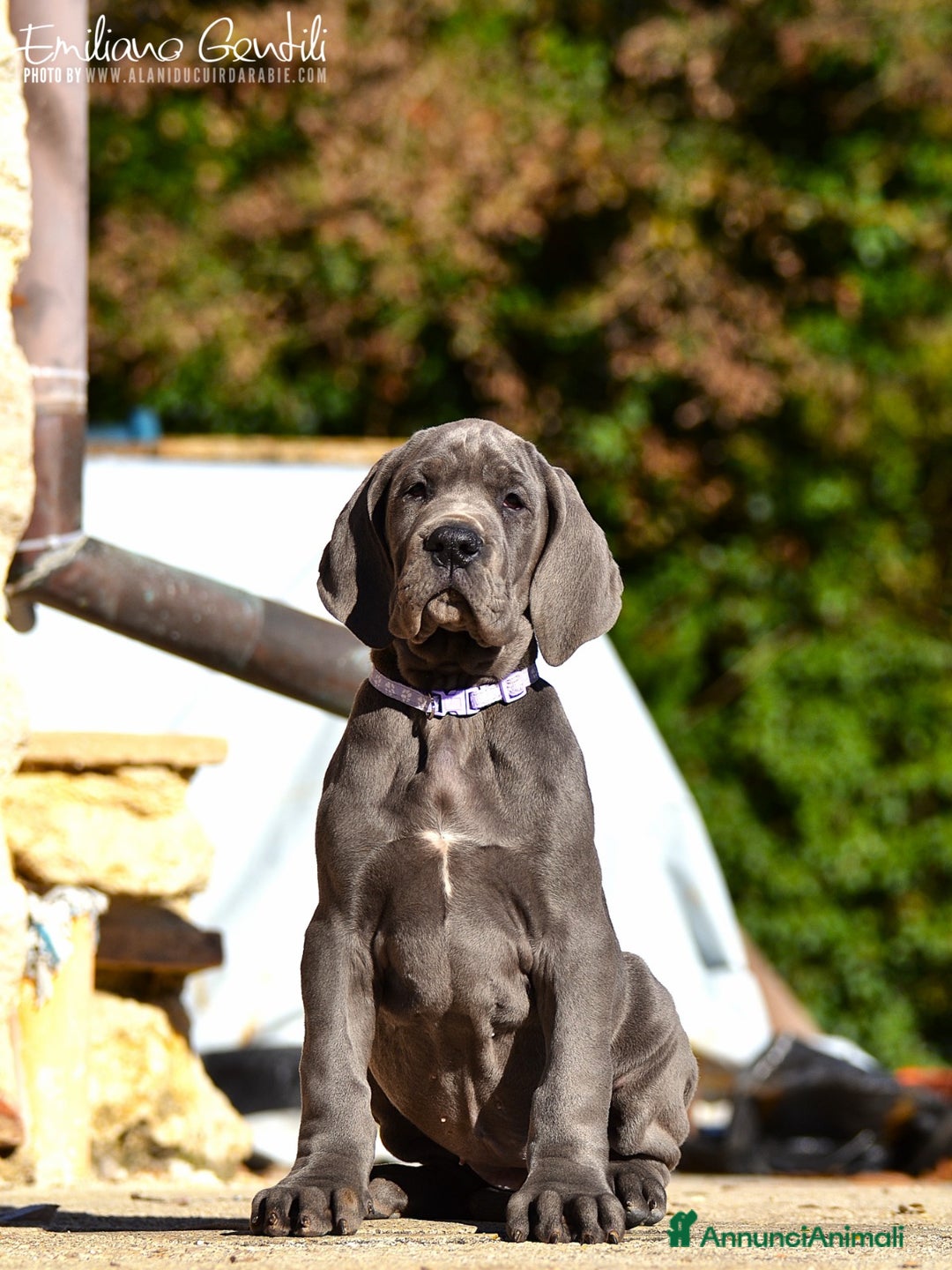 Alano cani in vendita: Cucciola Alano femmina blu - Annuncio 6