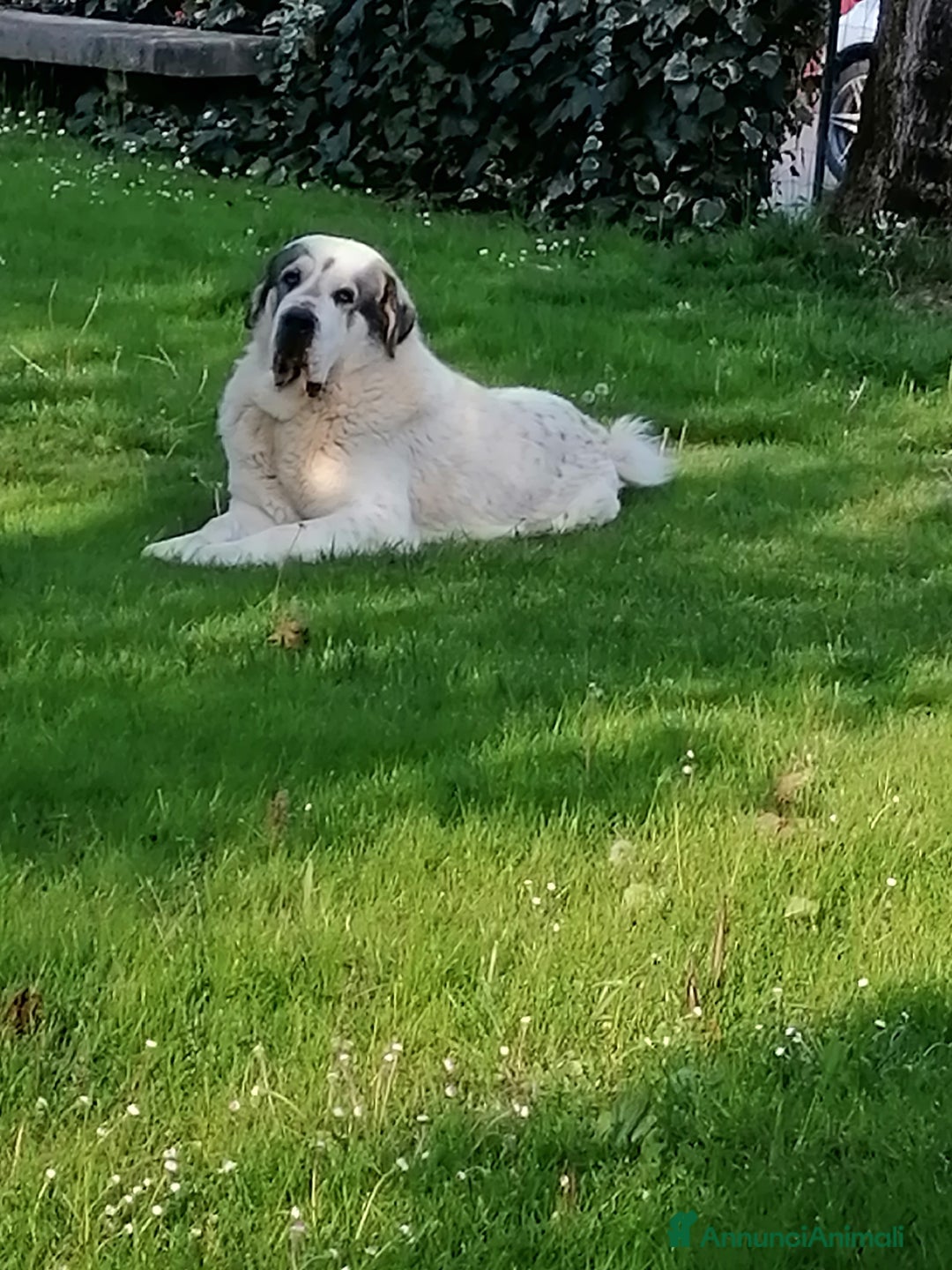 Pastore Asia Centrale cani in vendita: PASTORI ASIA CENTRALE - Annuncio 6