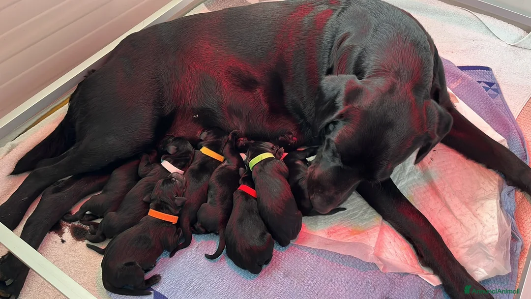 Labrador cani in vendita: Working Labrador Retriever - Annuncio 4