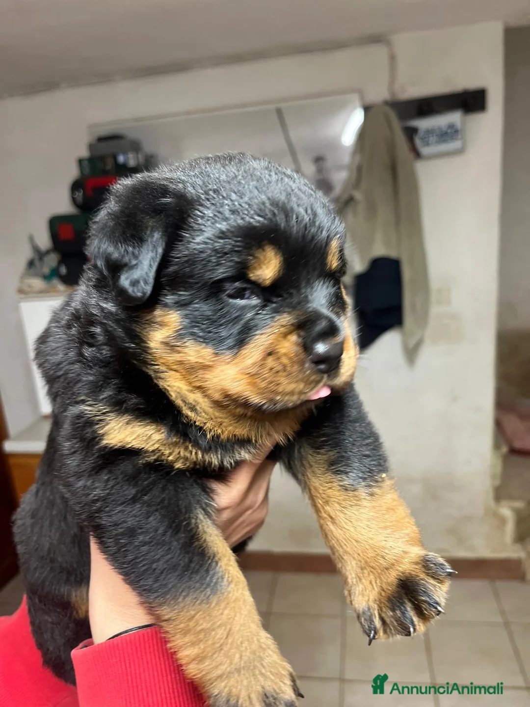 Rottweiler cani in vendita: Cuccioli Rottweiler - Annuncio 2
