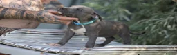 Pitbull cani in vendita: Cuccioli di Pit Bull Blue Nose anche a rate - Annuncio 17