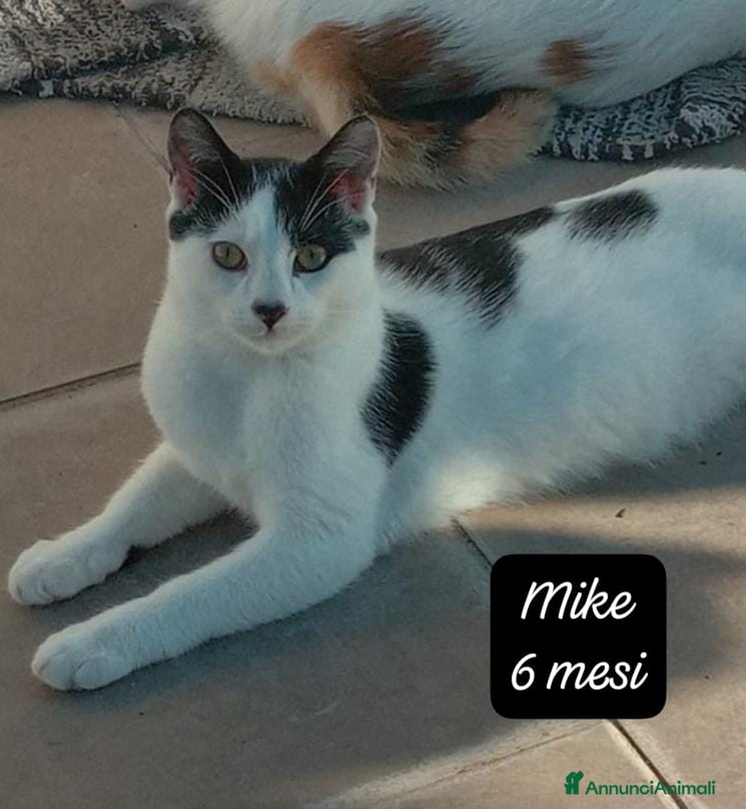 Altre razze gatti in regalo: S.o.s. gattini da salvare  - Annuncio 12