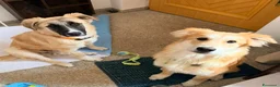 Meticcio cani in regalo: Albicocca: 7 mesi adozione del cuore  - Annuncio 12