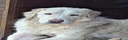 Meticcio cani in regalo: IL DOLCISSIMO OSVALDO CERCA LA SUA FAMIGLIA - Annuncio 1