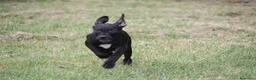 Pitbull cani in vendita: Cucciola Pit Bull con pedigree anche a rate - Annuncio 11