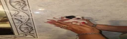 Chihuahua cani in vendita: Cuccioli di chihuahua  - Annuncio 9