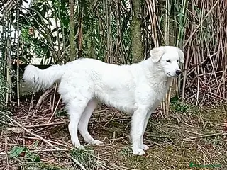 Meticcio cani ORTENSIA giovane ed affettuosa - Annuncio 9