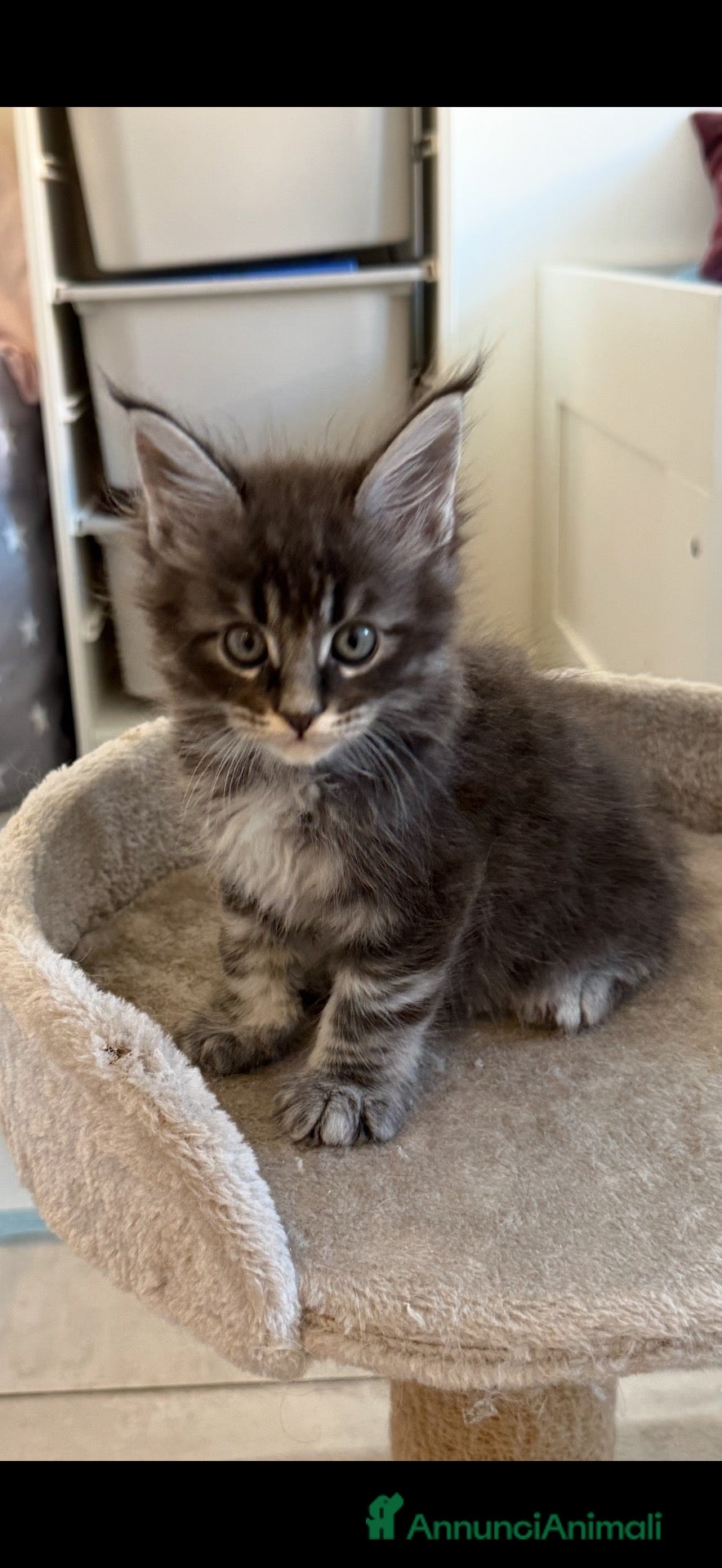 Maine Coon gatti Affrettati! - Annuncio 3