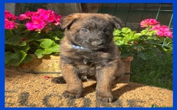 Pastore Belga cani in vendita: Cuccioli Pastore Belga Laekenois  a Città Metropolitana di Firenze - Immagine 13