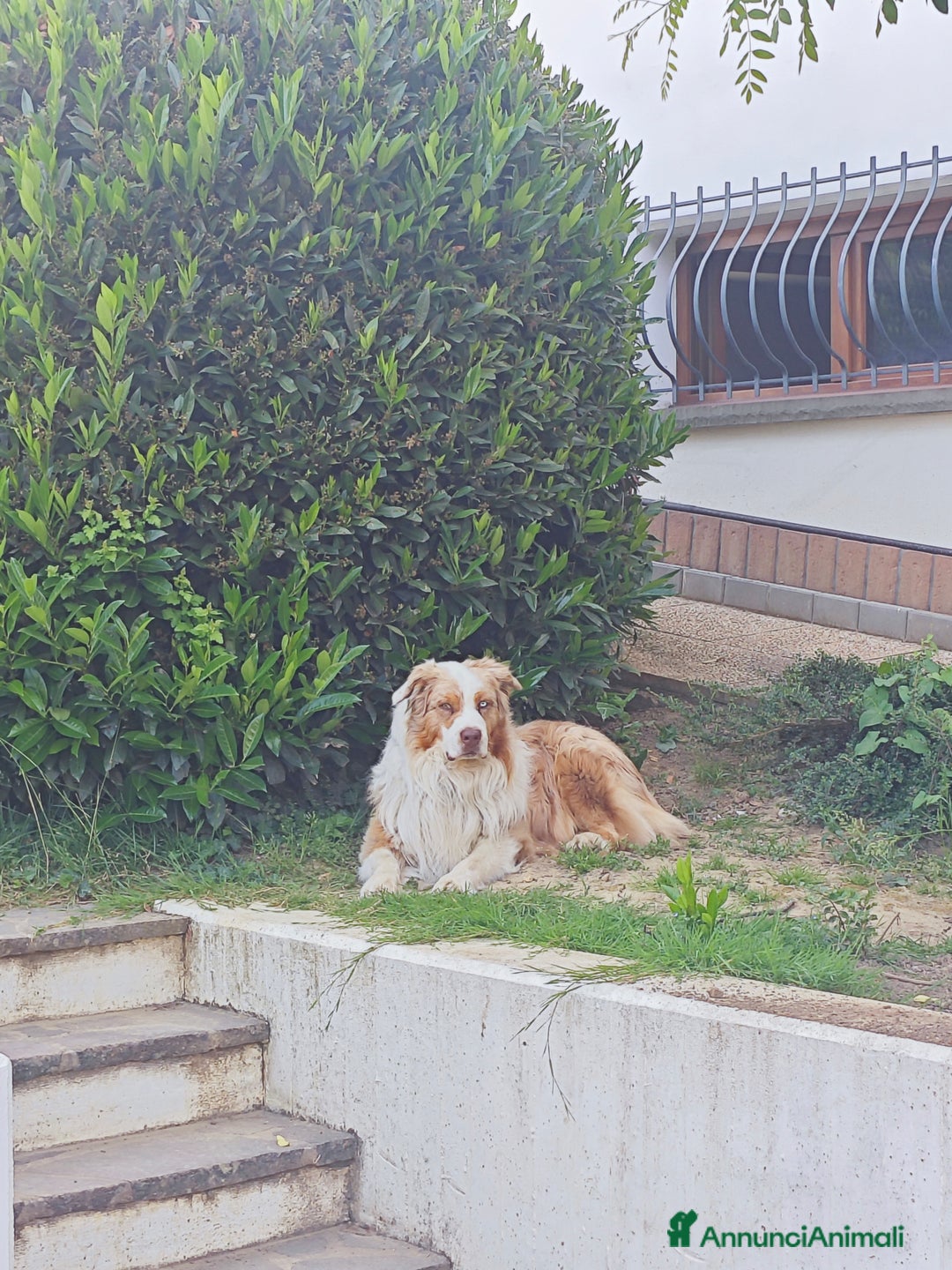 Australian Shepherd cani per accoppiamento: KODA CERCA FEMMINA PER MONTA - Annuncio 10