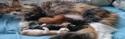 Maine Coon gatti in vendita: Cuccioli di Maine Coon - Annuncio 5