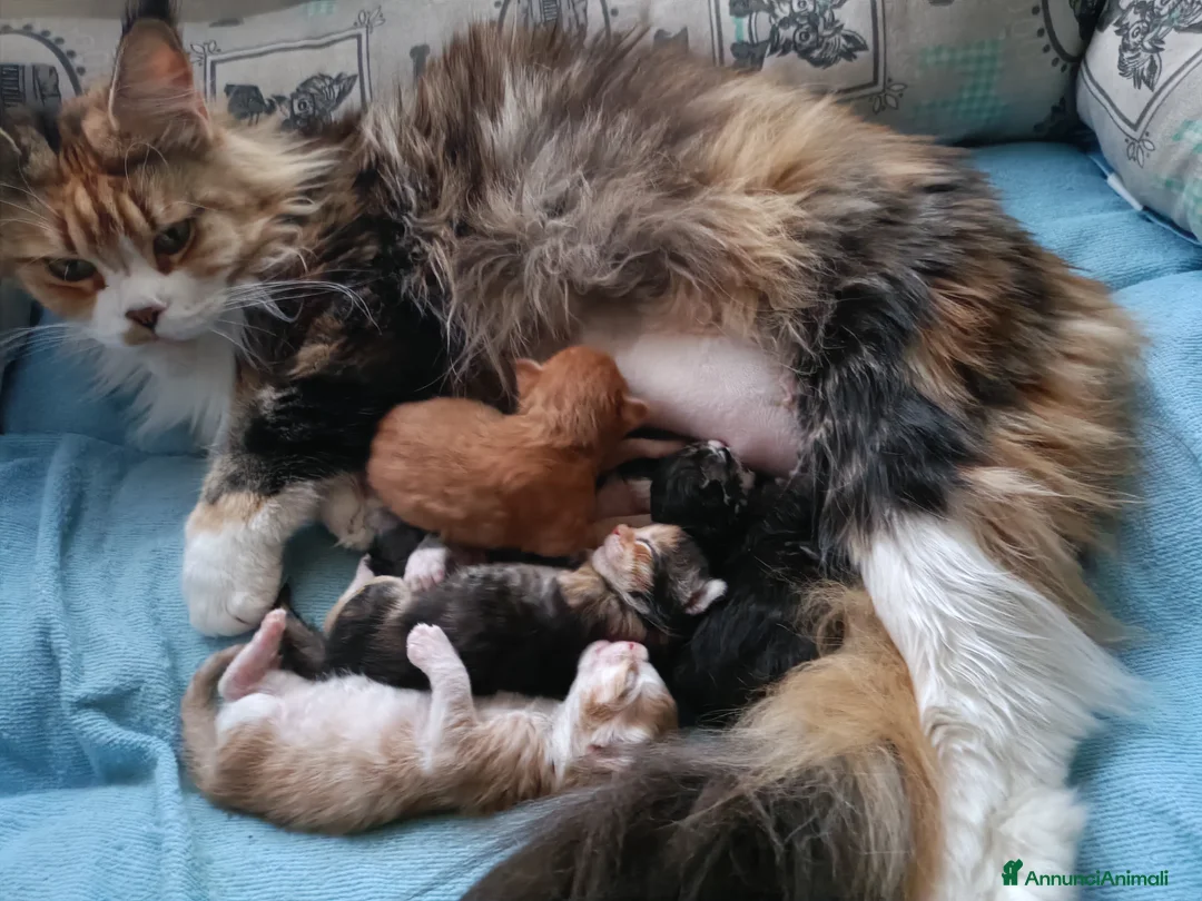 Maine Coon gatti in vendita: Cuccioli di Maine Coon - Annuncio 5