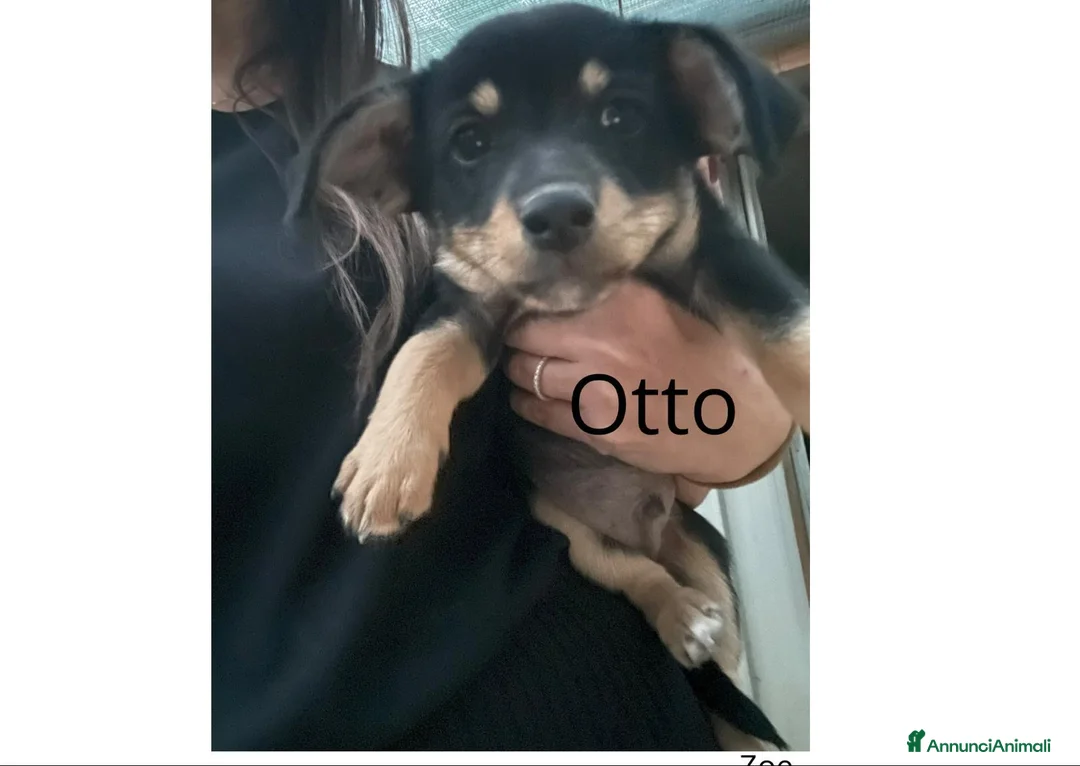 Meticcio cani in regalo: NINA MIA KIRA ZOE E OTTO a Città metropolitana di Roma Capitale - Annuncio 6