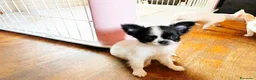 Chihuahua cani in vendita: Maschietto pelo lungo  - Annuncio 7