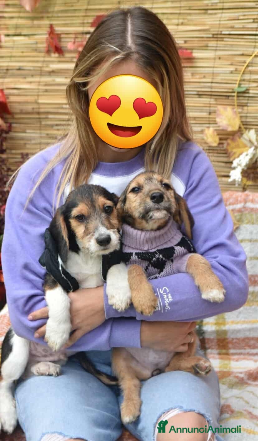 Meticcio cani 3 CUCCIOLI ZAMPACORTA super dolci! - Annuncio 9