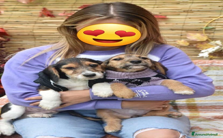 Meticcio cani 3 CUCCIOLI ZAMPACORTA super dolci! - Annuncio 13