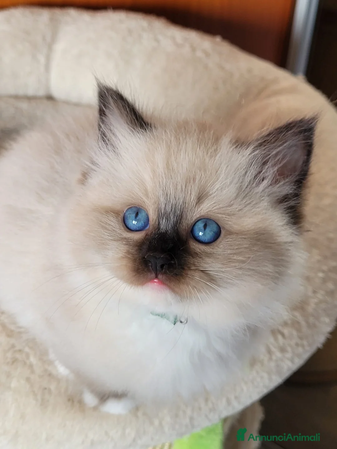 Ragdoll gatti in vendita: Ragdoll cucciola - Annuncio 7