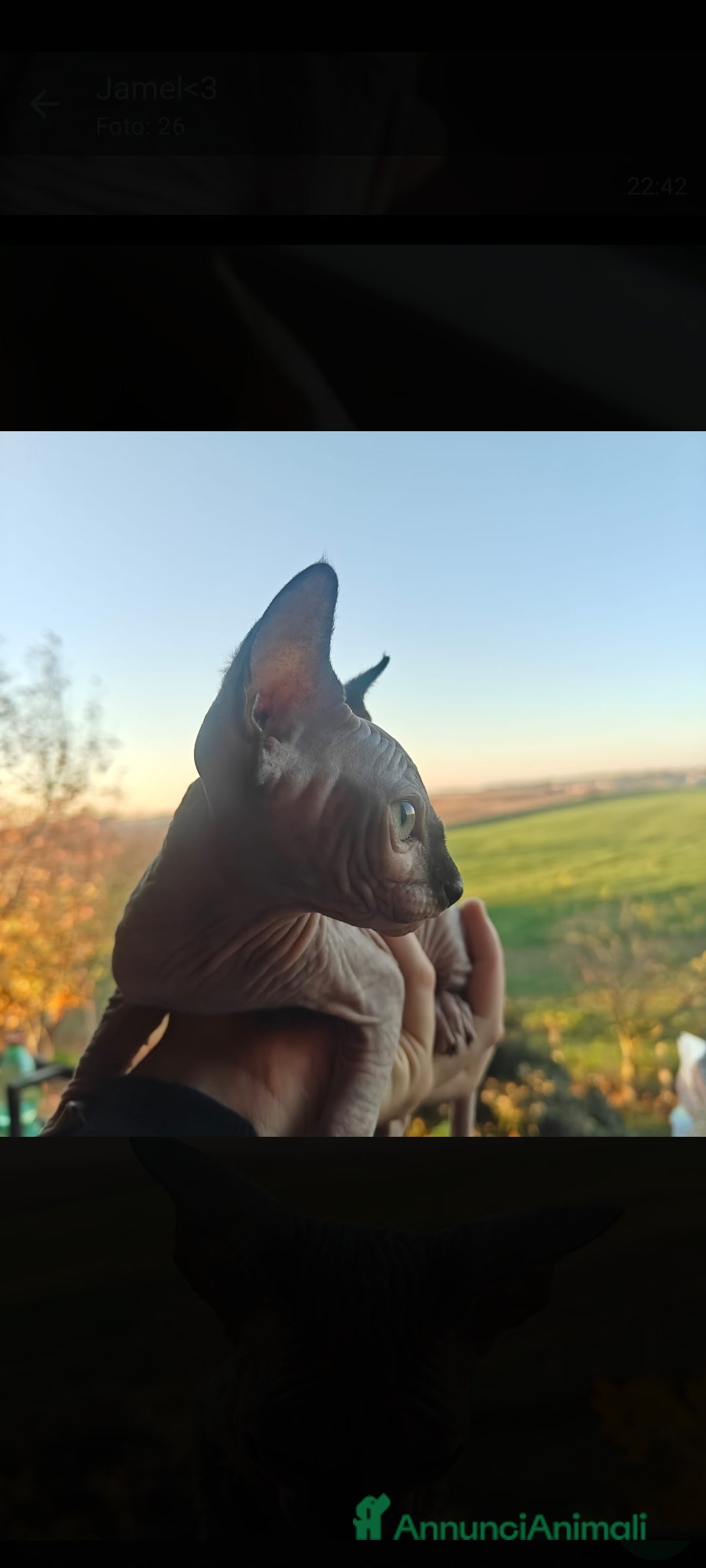 Sphynx gatti in vendita: Cucciola di canadian sphynx - Annuncio 3