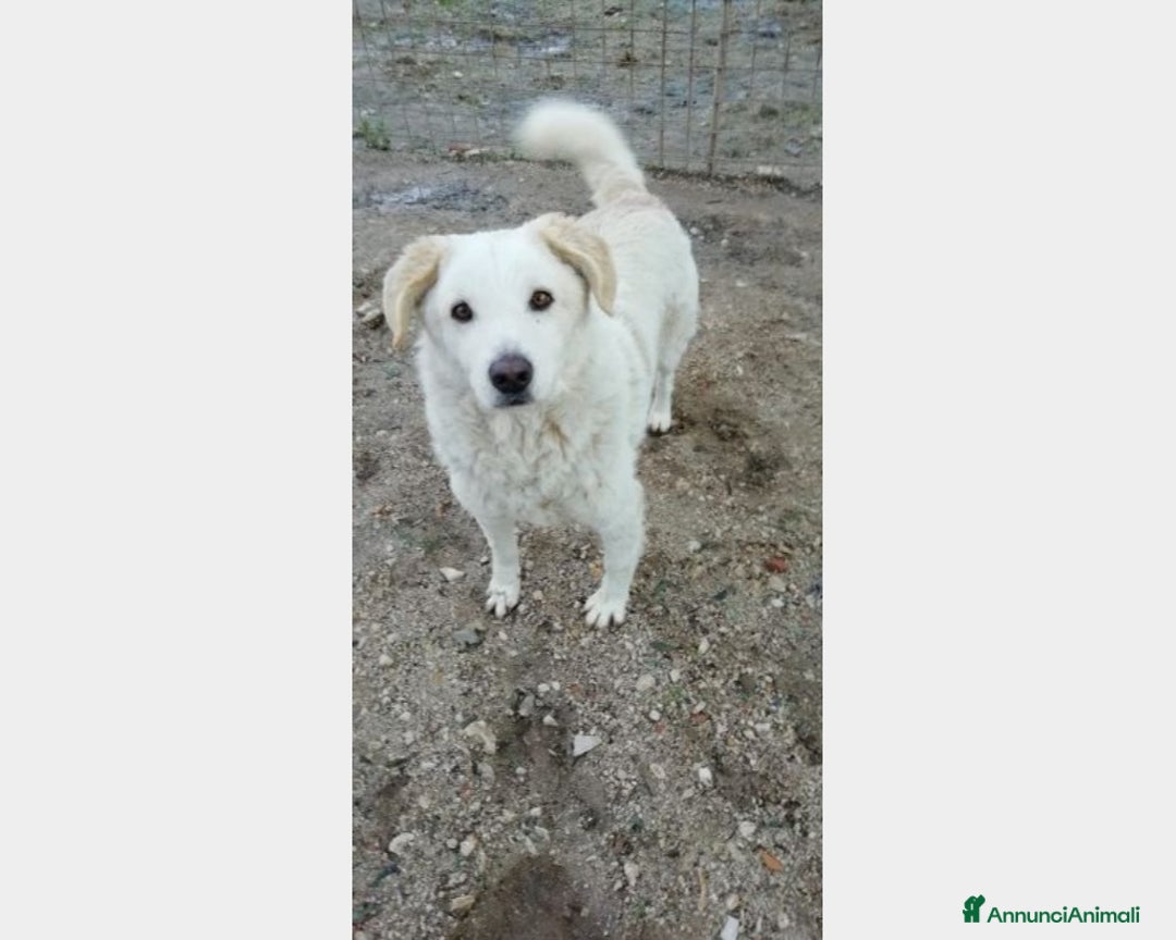 Meticcio cani in regalo: COTONE 10anni tolto da 1canile lager! RIMINI a Milano - Annuncio 5