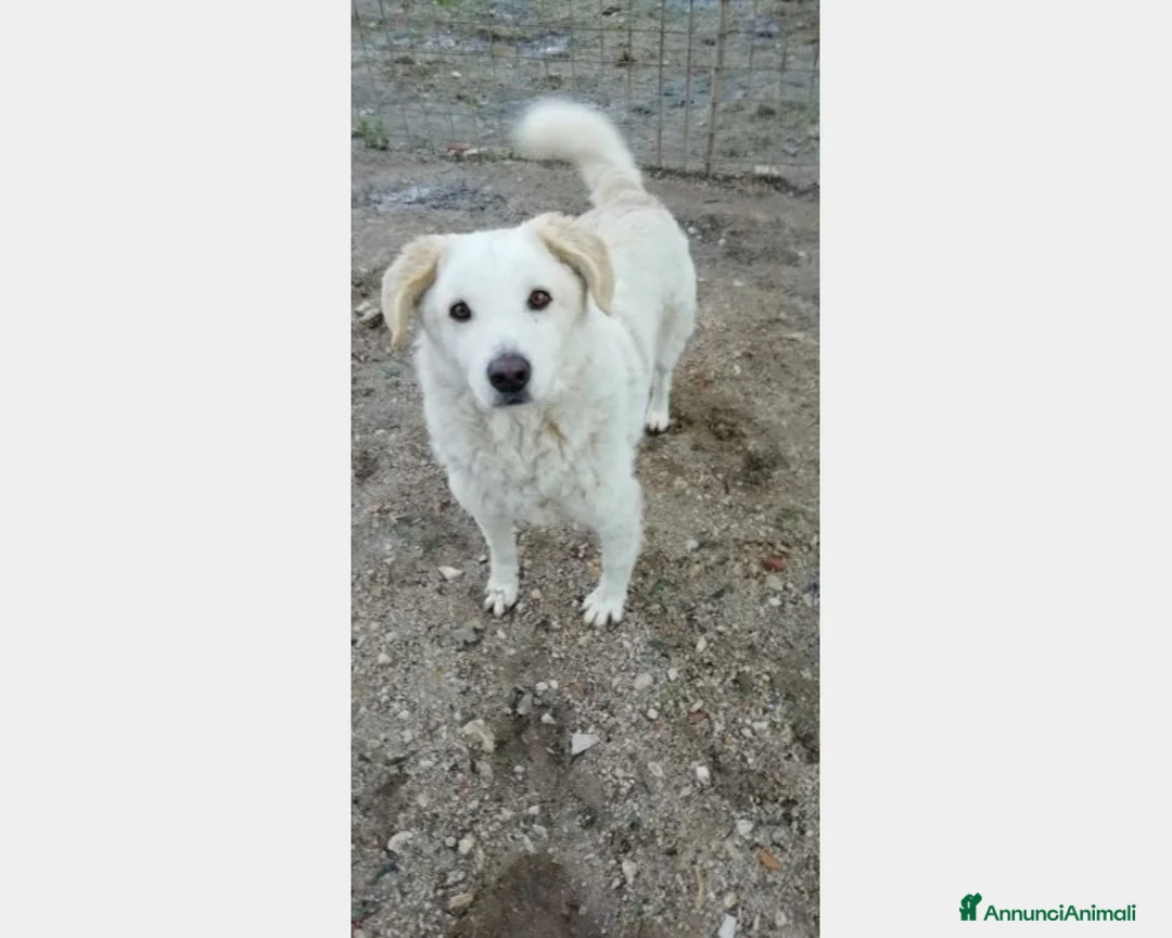 Meticcio cani in regalo: COTONE 10anni tolto da 1canile lager! RIMINI a Milano - Annuncio 5