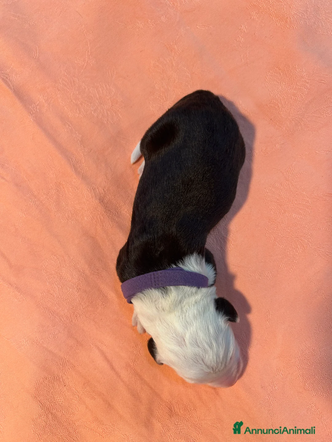 Bobtail cani in vendita: Cuccioli di Bobtail  - Annuncio 6