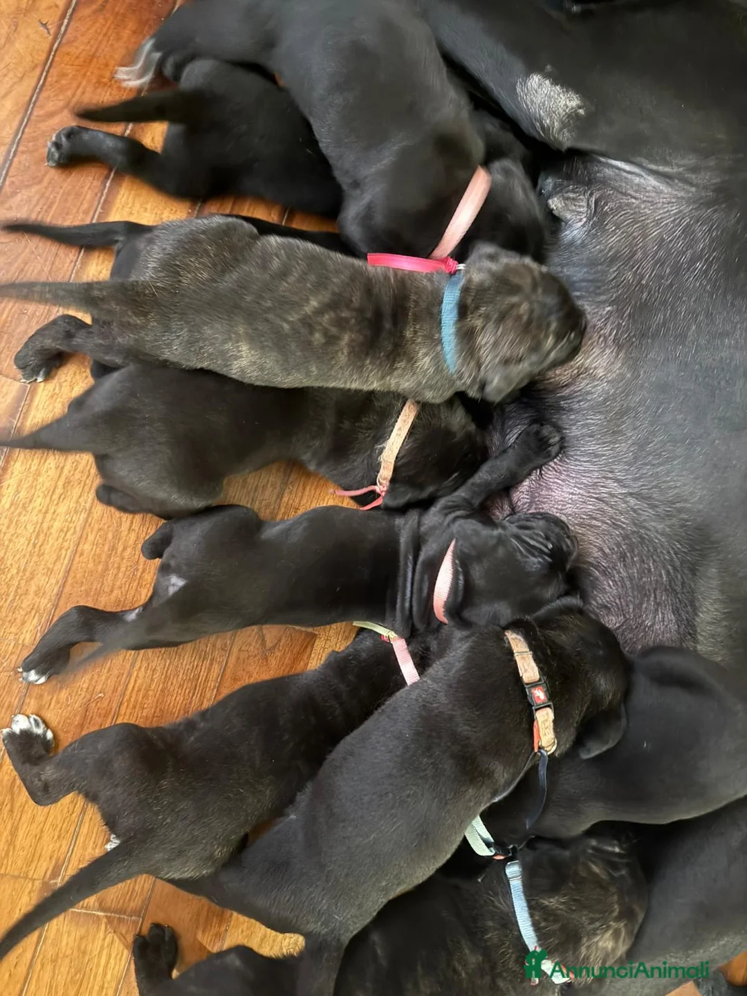 Cane Corso cani in vendita: Cuccioli Cane Corso nati il12 02 26 a Provincia di Massa e Carrara - Annuncio 2