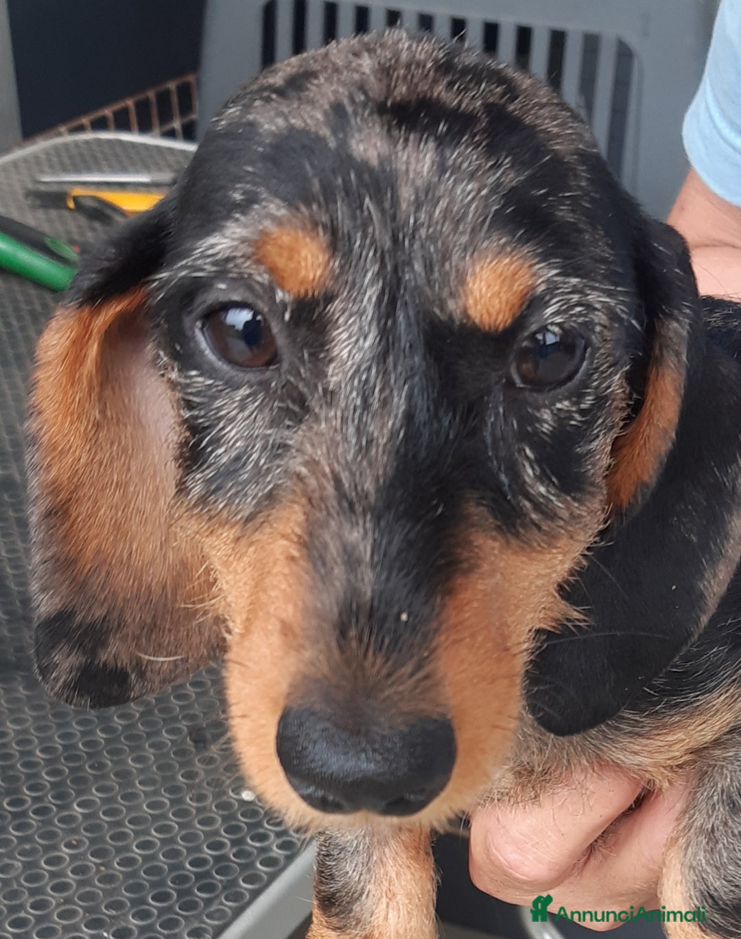 Bassotto cani in vendita: Bassotti pelo duro fogliasecca  - Annuncio 6