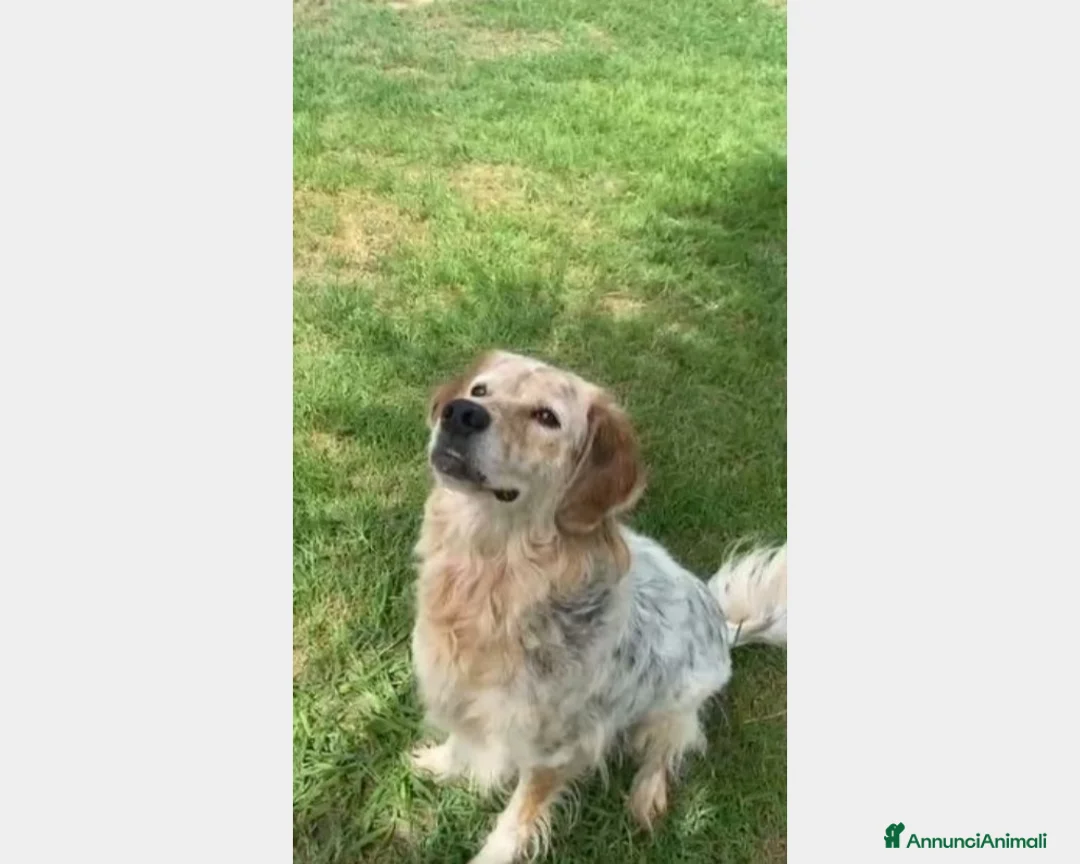 Meticcio cani in regalo: SALVATO DALLA FAME 3ANNI FA!ANCORA IN BOX!NAPOLI a Milano - Annuncio 5