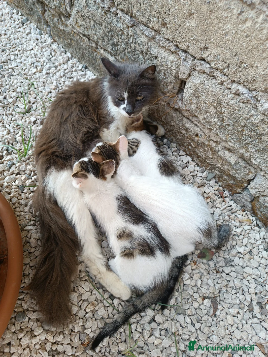 Europeo gatti in regalo: Fratellini cercano casa - Annuncio 2