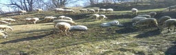 Pastore Maremmano cani in vendita: cuccioli di pastore maremmano abruzzese  - Annuncio 12