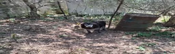 Meticcio cani in regalo: ADOZ.DEL💔: abbandonato incampagna cn cibo ogni2gg - Annuncio 3