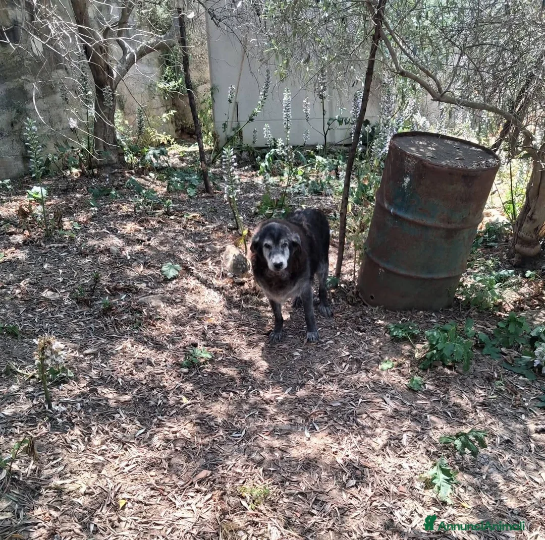 Meticcio cani in regalo: ADOZ.DEL💔: abbandonato incampagna cn cibo ogni2gg - Annuncio 3