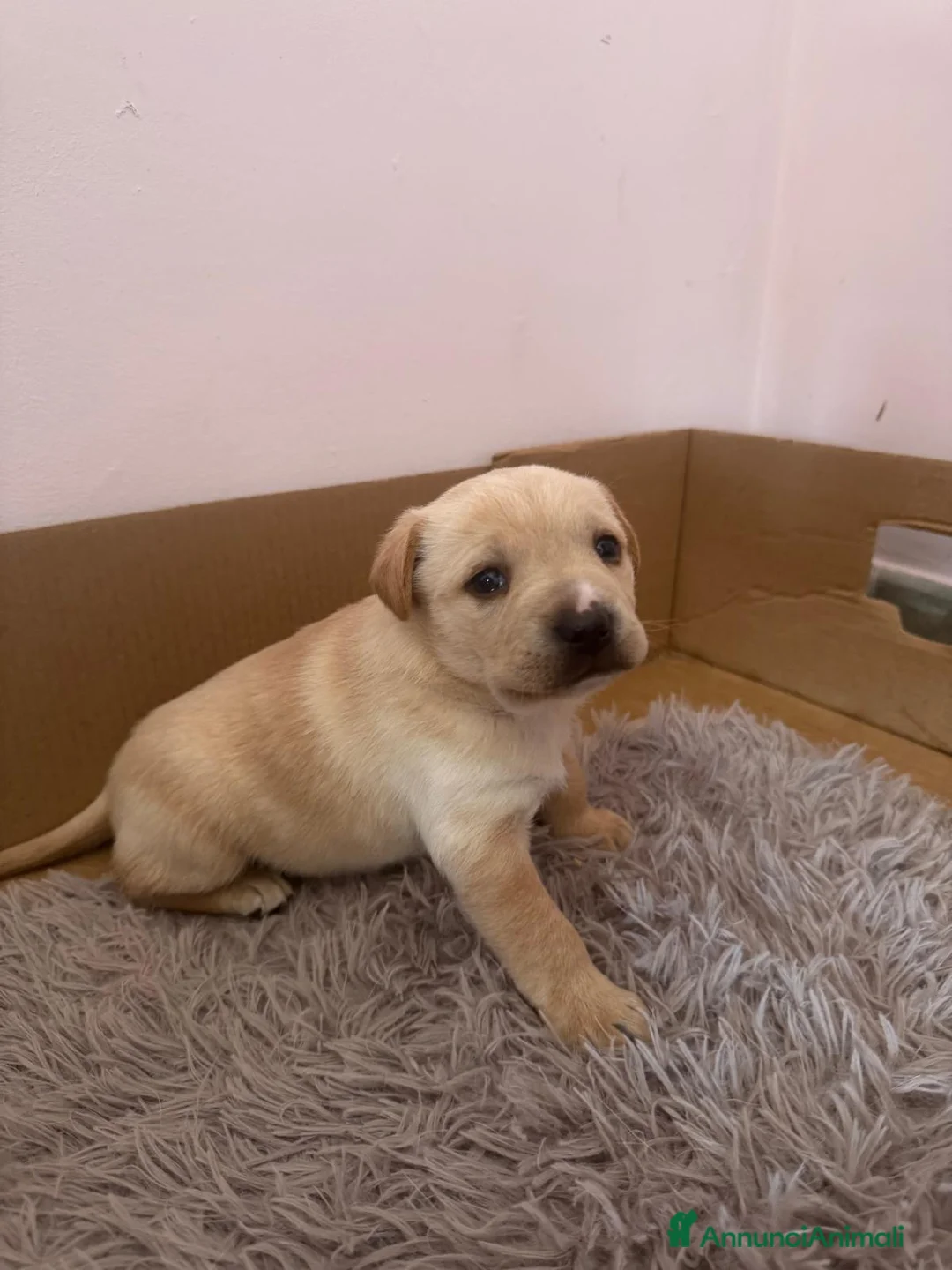 Meticcio cani in regalo: Cane cucciolo  a Provincia di Cosenza - Annuncio 6