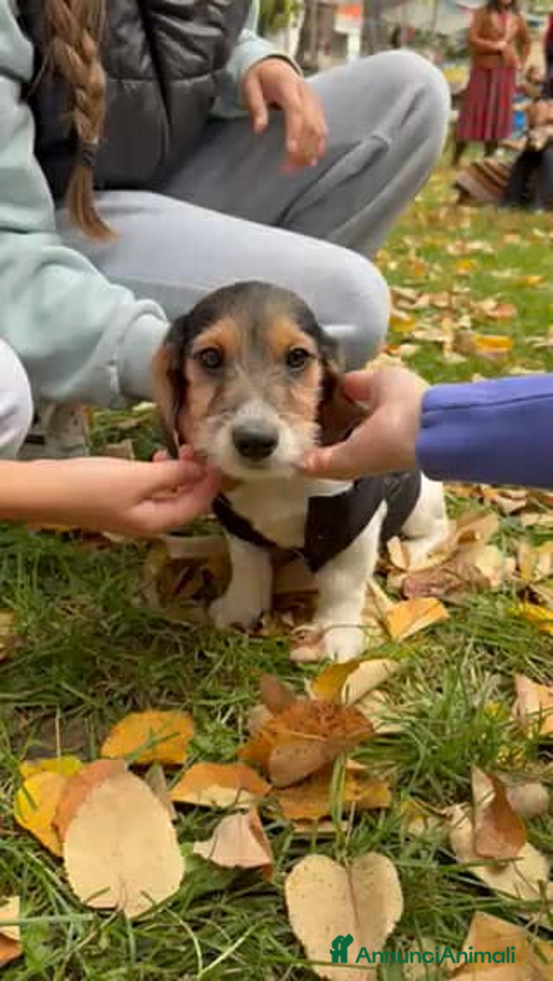 Meticcio cani in regalo: LILO, tenerissimo cucciolo TG PICCOLA! Zampecorte - Annuncio 5