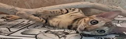 Bengala gatti in vendita: Bengala cuccioli con pedegree - Annuncio 3