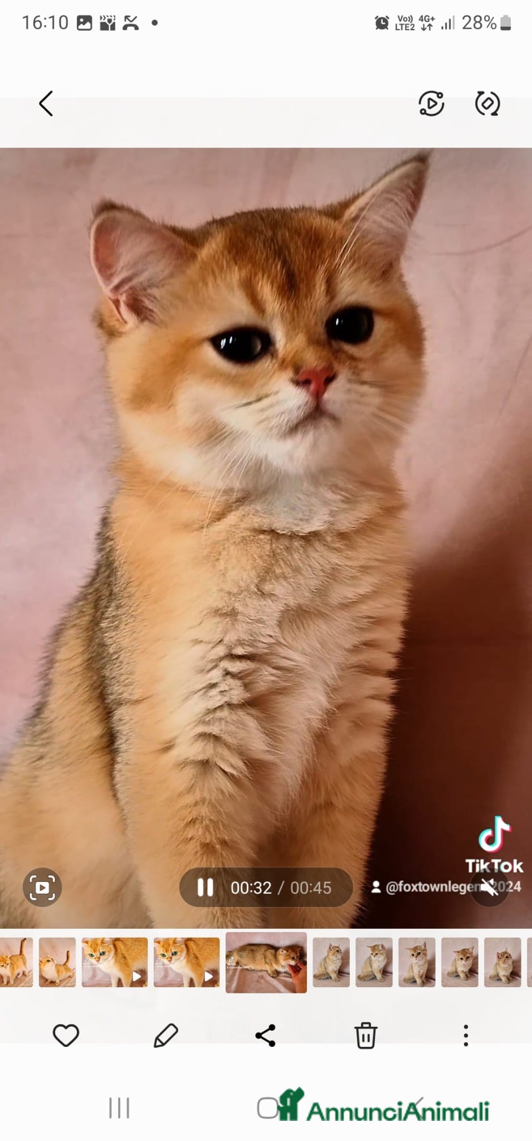 Scottish gatti in vendita: Scottish  - Annuncio 1