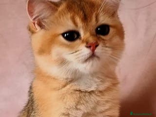 Scottish gatti Scottish - Annuncio 34