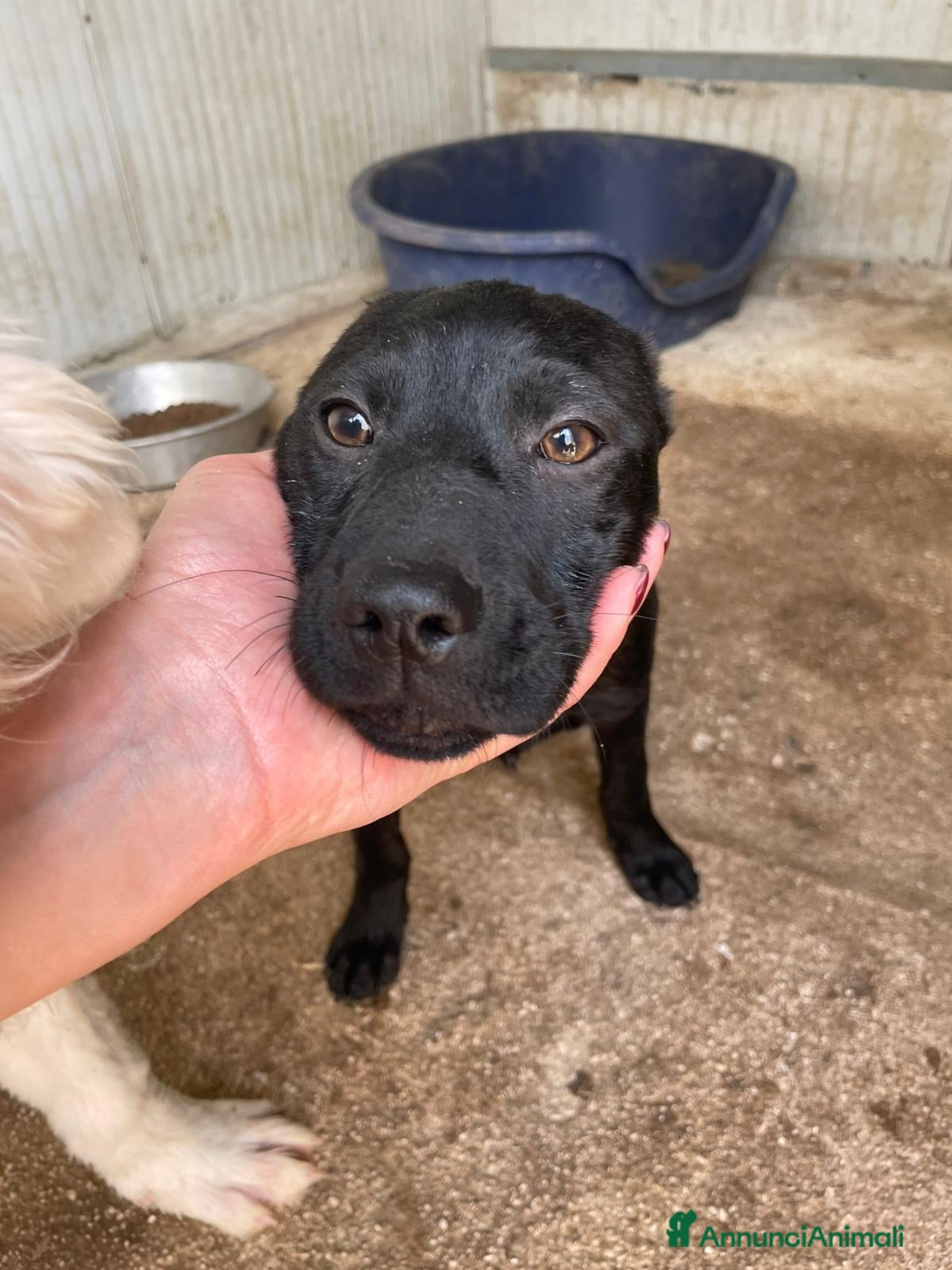 Meticcio cani TENERO CUCCIOLOTTO NERO - Annuncio 12